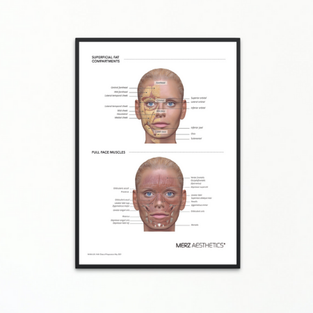 MUSCLE AND FAT ANATOMY POSTER *NOT FRAMED *