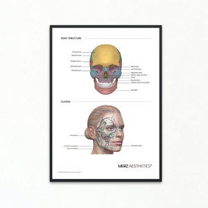 BONES AND GLANDS ANATOMY POSTER *NOT FRAMED *