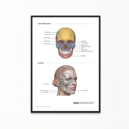 BONES AND GLANDS ANATOMY POSTER *NOT FRAMED *